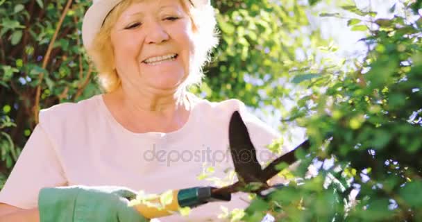 Садовник обрезает изгородь ножницами — стоковое видео