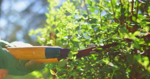 Gardener trimming hedge with shears — Stock Video