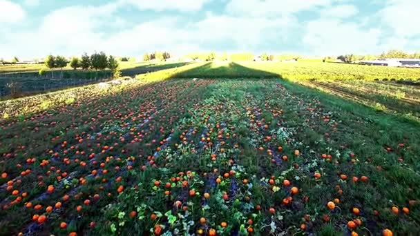 Vista aérea del campo de calabaza — Vídeos de Stock