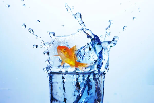 3D Goldfish contra salpicaduras de agua — Foto de Stock