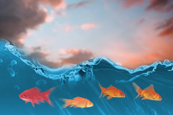 Fish swimming against orange and blue sky — Stock Photo, Image