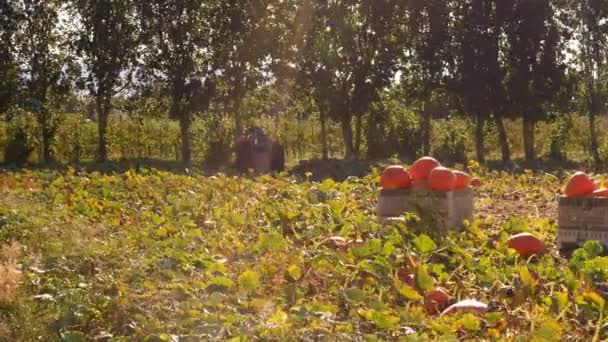 Colheita de abóbora pelo agricultor — Vídeo de Stock