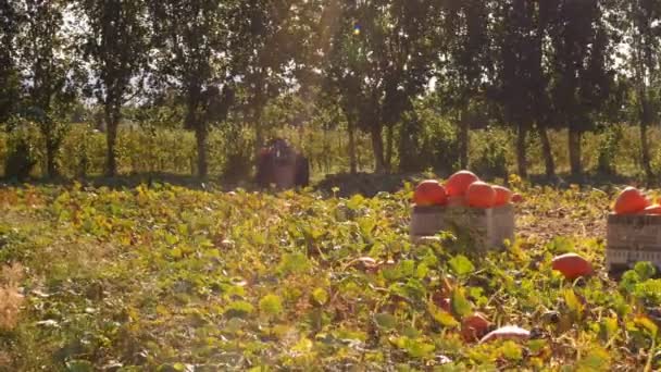 A gazda begyűjti a sütőtök — Stock videók