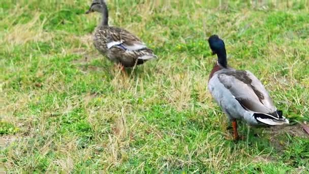 两个鸭在绿色草地上行走 — 图库视频影像
