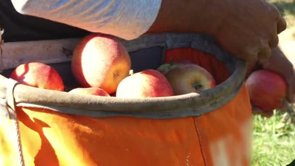 Boer verzamelen van appels in de appelboomgaard — Stockvideo