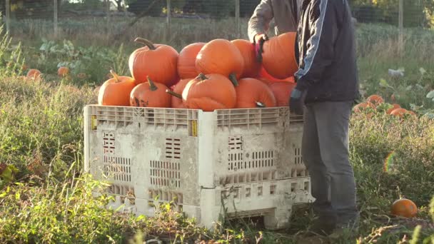 Agriculteurs ramassant des citrouilles du champ — Video