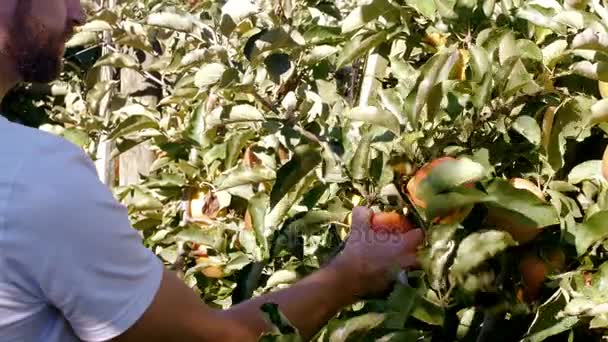 Hombre arrancando manzana del árbol y comiendo — Vídeos de Stock