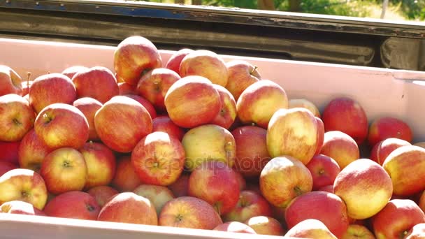 Jordbrukarna att samla äpplen i låda — Stockvideo