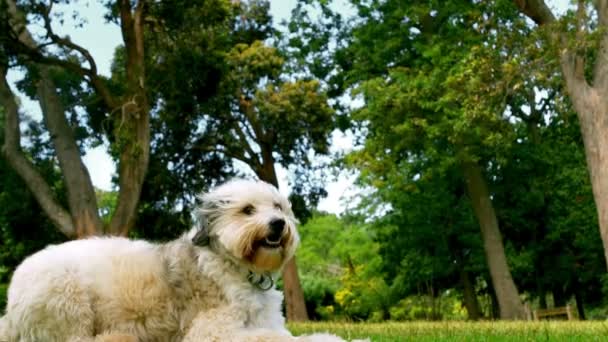 Собака отдыхает в парке — стоковое видео