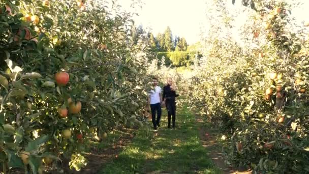 Par går genom äppelträdgård — Stockvideo