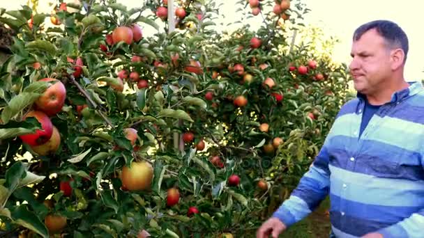 检查在苹果园苹果的农民 — 图库视频影像