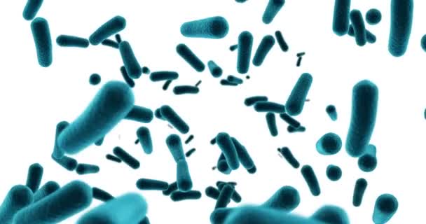 Digitale gegenereerd cellen van de bacteriën stroomt tegen de witte achtergrond — Stockvideo