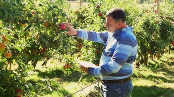 Agricultor examinando manzanas en huerto de manzanas — Vídeo de stock