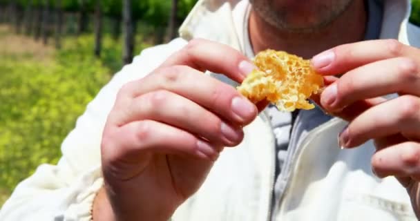 Beekeeper examining the honeycomb — Stock Video