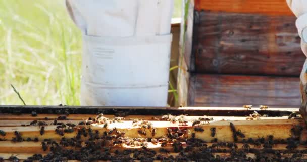 養蜂家が蜂の巣から木枠を削除します。 — ストック動画