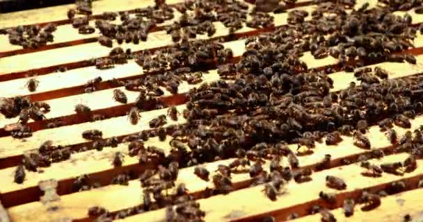 Primer plano del marco de abejas cubiertas de abejas — Vídeo de stock