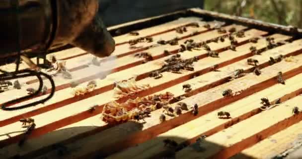 Apicultores fumando las abejas lejos de la colmena — Vídeo de stock