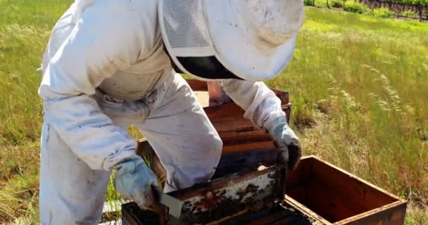 Пчеловод вытаскивает деревянную раму из улья — стоковое видео