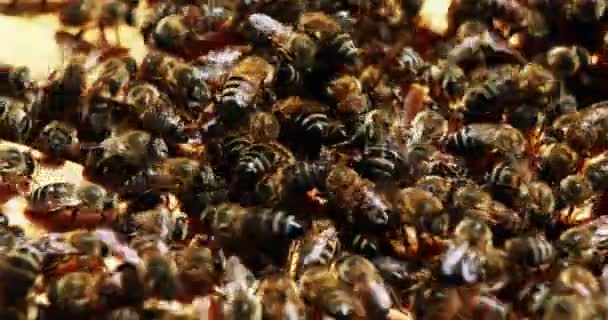 Gros plan du cadre des abeilles mellifères recouvert d'abeilles — Video