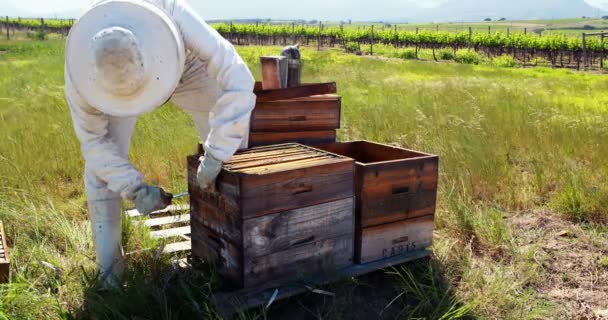 Beekeeper removing honeycomb from beehive — Stock Video