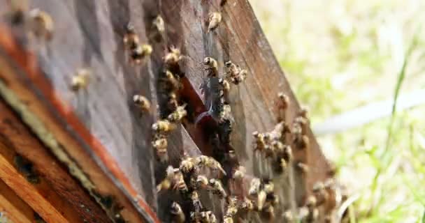 Крупный план пчелиной рамы, покрытой пчелами — стоковое видео