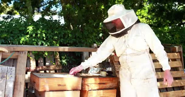 Apiculteur examinant le nid d'abeille — Video