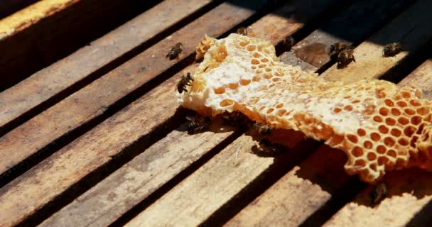 Zbliżenie: honey bee ramka pokryte pszczołami — Wideo stockowe