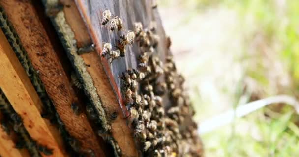 Primer plano del marco de abejas cubiertas de abejas — Vídeo de stock