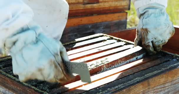 Apicultor quitando un marco de madera de la colmena — Vídeos de Stock
