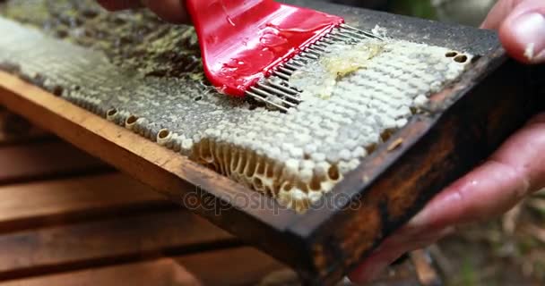Apicultor extrayendo miel de panal en colmenar — Vídeo de stock