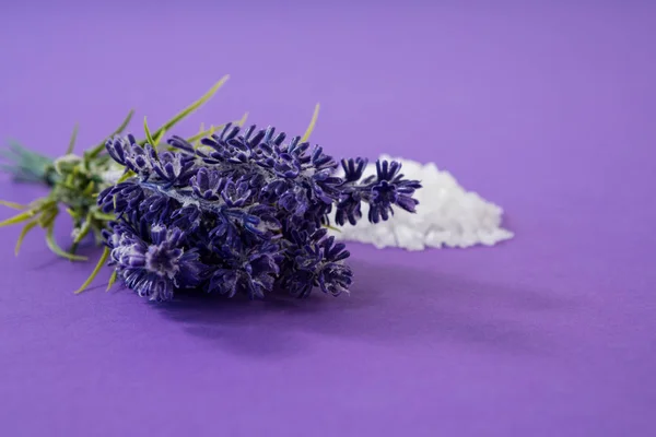 Close-up of lavender with salt — Stock Photo, Image