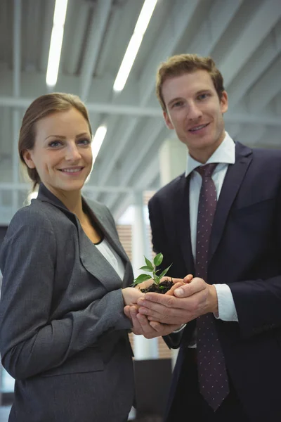 Üzleti emberek kezében növény együtt — Stock Fotó