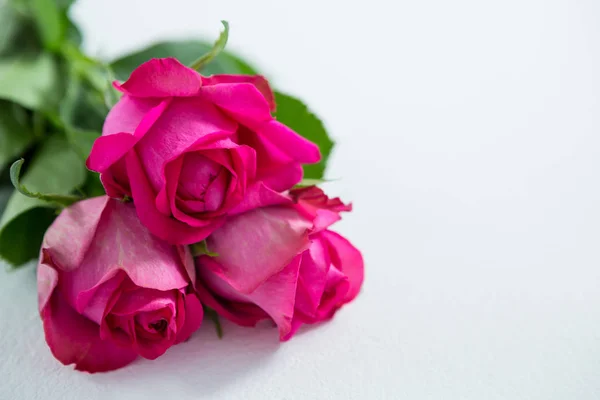 Banda růžových růží na bílém pozadí — Stock fotografie