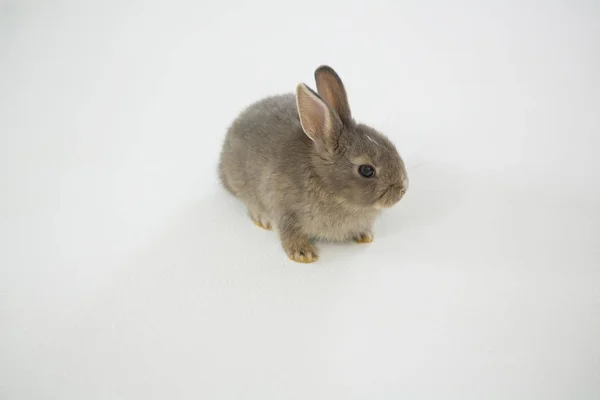 Lapin de Pâques sur fond blanc — Photo