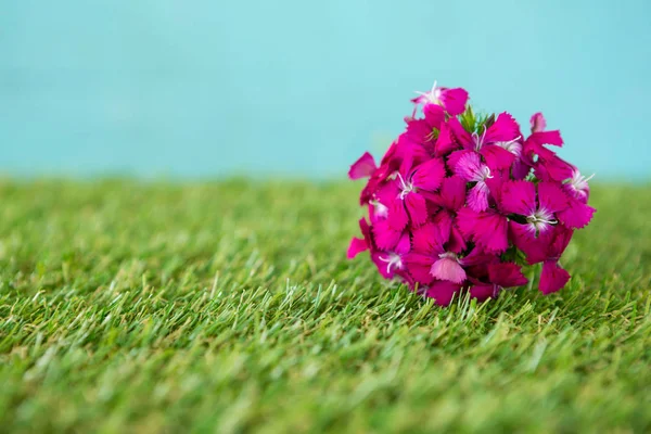 Massa rosa blommor på grönt gräs — Stockfoto