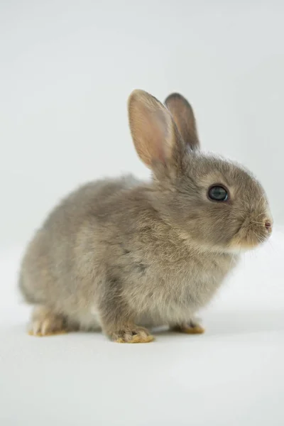 在白色背景上的复活节兔子 — 图库照片