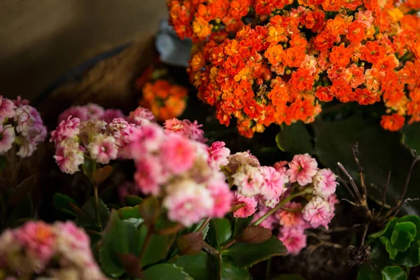 Цветы в цветочном магазине — стоковое фото