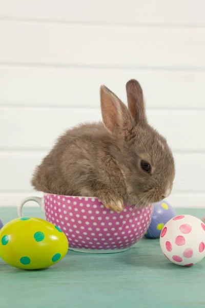 Huevos de Pascua y conejito de Pascua sentado en una taza — Foto de Stock