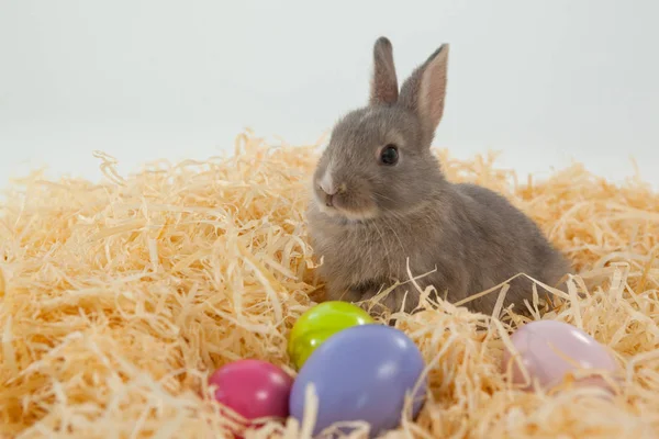 Ostereier und Osterhase im Nest — Stockfoto