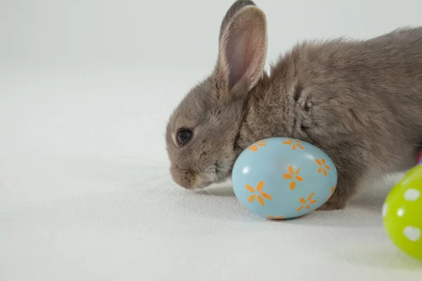 Easter egg and Easter bunny — Stock Photo, Image