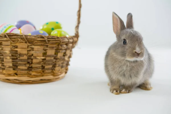 Kurv med påskeegg og påskehare – stockfoto