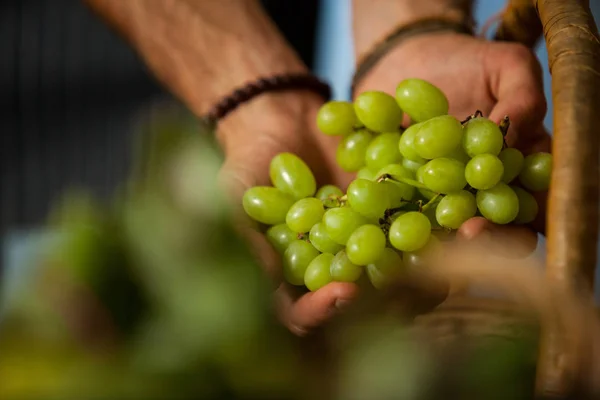 Hand of male staff grapes in organic section — Stock Photo, Image