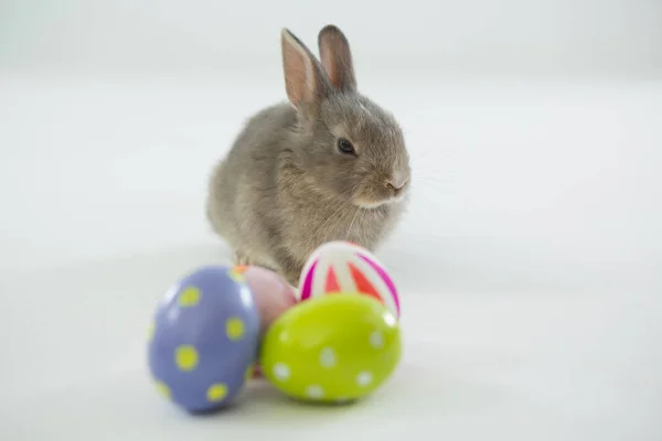 Huevos de Pascua y conejo de Pascua —  Fotos de Stock