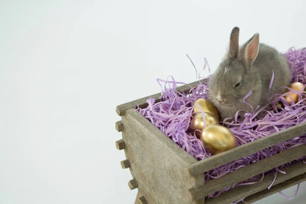 Złote jaja wielkanocne z Easter bunny w zagrodzie — Zdjęcie stockowe