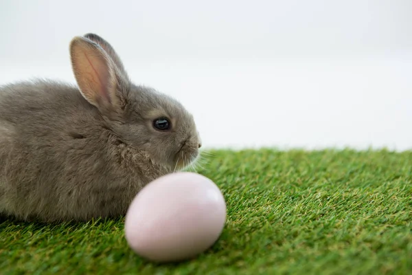 Pasen eieren en de paashaas in gras — Stockfoto