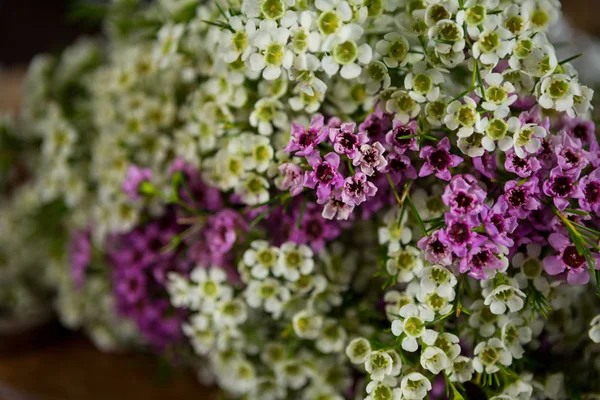 花屋の花 — ストック写真