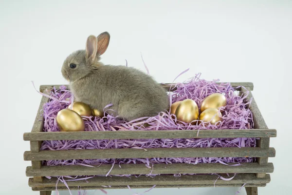 Golden Easter eggs with Easter bunny in crate — Stock Photo, Image