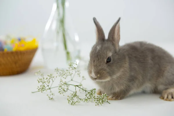 复活节兔子与白色背景上的花 — 图库照片