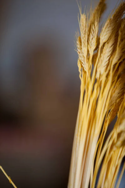 Ears of wheat in bakery shop at market — Stock Photo, Image