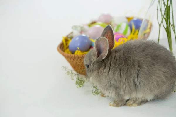 Koš s velikonoční vajíčka a Velikonoční zajíček — Stock fotografie